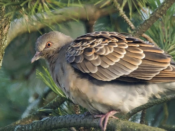 Idänturturikyyhky, Oriental Turtle Dove, Streptopelia orientalis